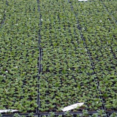 Bacopa Jungpflanzen (Sutera diffusus)